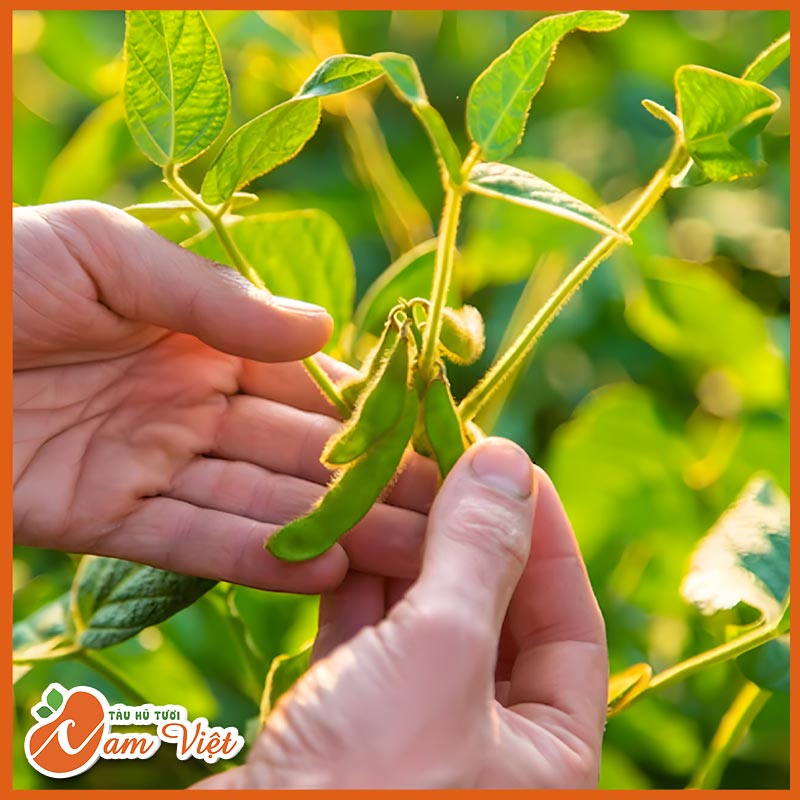 Lựa chọn những cây đậu nành khoẻ mạnh